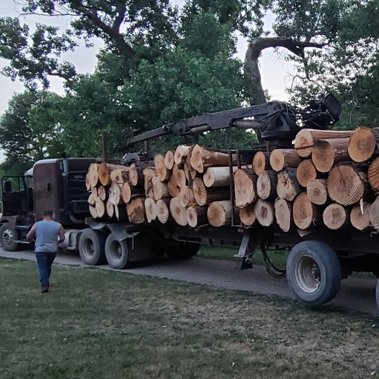Load of Basswood Logs